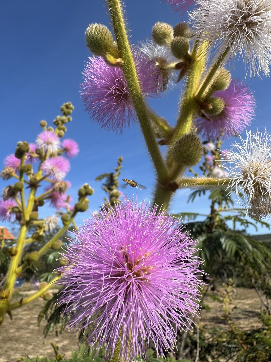 Flor rosa do cerrado em close, com o céu azul ao fundo